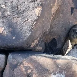 Quiver Tree Forest - Karasburg