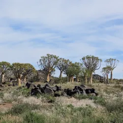Quiver Tree Forest - Karasburg