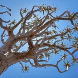 Quiver Tree Forest - Karasburg
