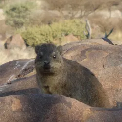 Quiver Tree Forest - Karasburg