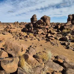 Quiver Tree Forest - Karasburg