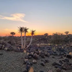 Quiver Tree Forest - Karasburg