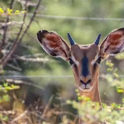 Erongo Mountains - Karibib