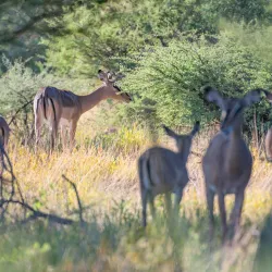 Erongo Mountains - Karibib