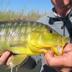 Fishing on the Zambezi River - Katima Mulilo