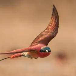 Fishing on the Zambezi River - Katima Mulilo