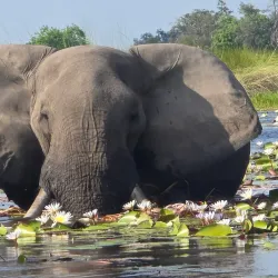 Mamili National Park (Nkasa Rupara National Park) - Katima Mulilo