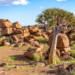 Quiver Tree Forest Rest Camp - Keetmanshoop