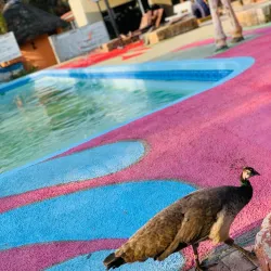 Ongwediva Town Park - Ongwediva