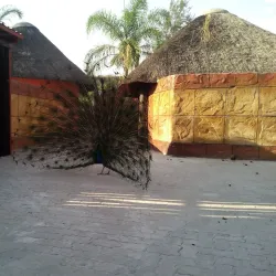 Ongwediva Town Park - Ongwediva