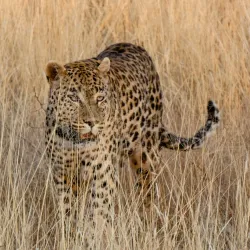 Big Game Park - Otjiwarongo