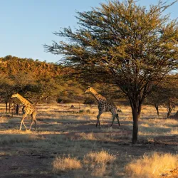 Big Game Park - Otjiwarongo