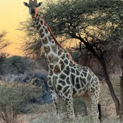 Big Game Park - Otjiwarongo