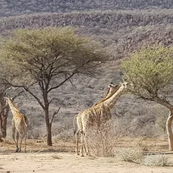 Big Game Park - Otjiwarongo