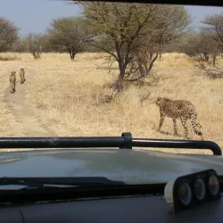 Cheetah Conservation Fund (CCF) - Otjiwarongo