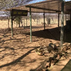 Cheetah Conservation Fund (CCF) - Otjiwarongo