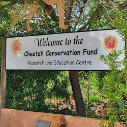 Cheetah Conservation Fund (CCF) - Otjiwarongo