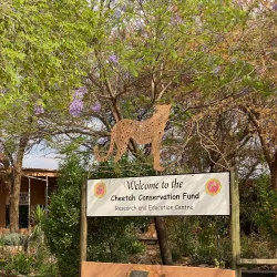Cheetah Conservation Fund (CCF) - Otjiwarongo