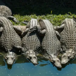 Local Community Cultural Tours - Otjiwarongo