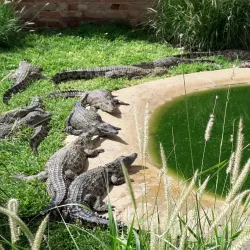 Local Community Cultural Tours - Otjiwarongo