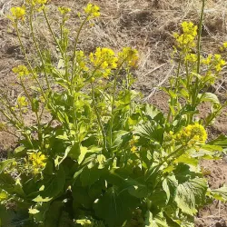 Local Community Cultural Tours - Otjiwarongo