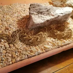 Namibia Snake Park - Otjiwarongo