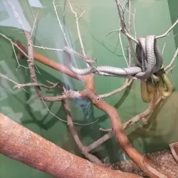 Namibia Snake Park - Otjiwarongo