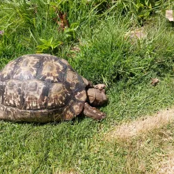 Namibia Snake Park - Otjiwarongo