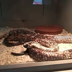 Namibia Snake Park - Otjiwarongo