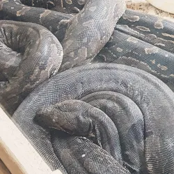 Namibia Snake Park - Otjiwarongo