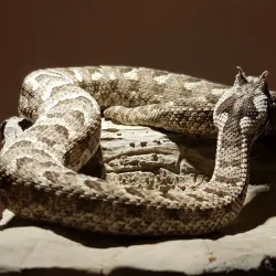 Namibia Snake Park - Otjiwarongo