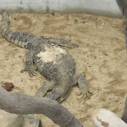 Namibia Snake Park - Otjiwarongo