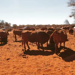 Otjiwarongo Golf Course - Otjiwarongo