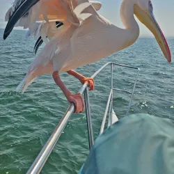 Dolphin Cruises - Swakopmund