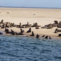 Dolphin Cruises - Swakopmund