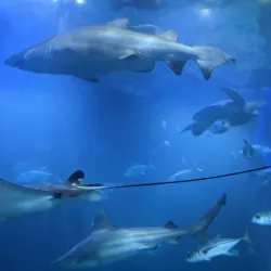 National Marine Aquarium of Namibia - Swakopmund