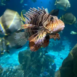 National Marine Aquarium of Namibia - Swakopmund