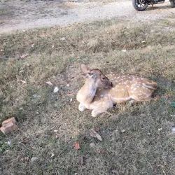 Parsa National Park - Bara