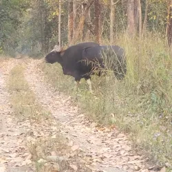 Parsa National Park - Bara