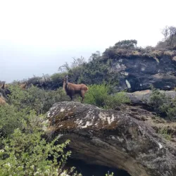 Nearby Village Tours - Bardibas