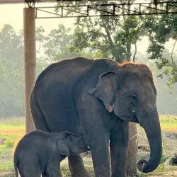 Chitwan Elephant Breeding Center - Bharatpur
