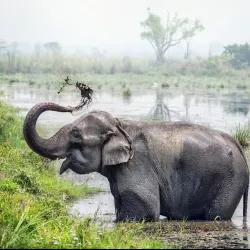 Chitwan National Park - Bharatpur