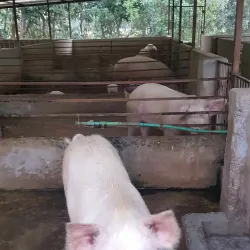 Agricultural Fields and Rural Surroundings - Bhimdatta