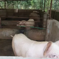 Agricultural Fields and Rural Surroundings - Bhimdatta