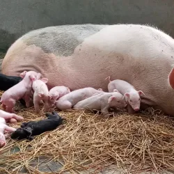 Agricultural Fields and Rural Surroundings - Bhimdatta