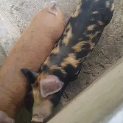 Agricultural Fields and Rural Surroundings - Bhimdatta