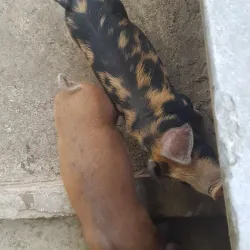 Agricultural Fields and Rural Surroundings - Bhimdatta