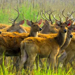 Shuklaphanta National Park - Bhimdatta