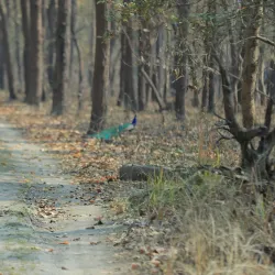 Shuklaphanta National Park - Bhimdatta