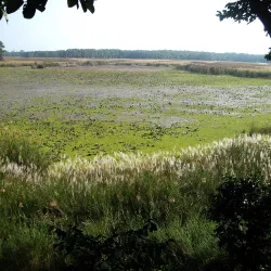 Shuklaphanta National Park - Bhimdatta